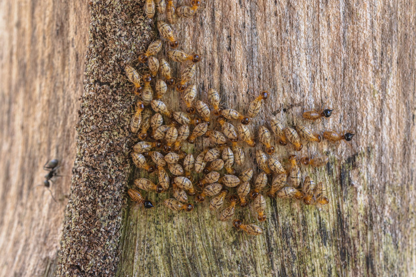 Termites